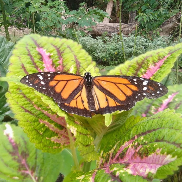 Monarch butterfly in garden
